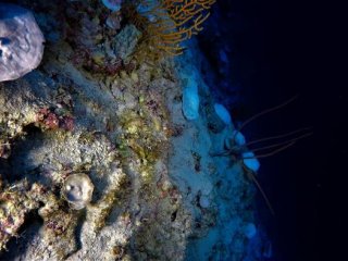 В Индийском океане обнаружены обесцвеченные коралловые рифы на глубине 90 метров 
