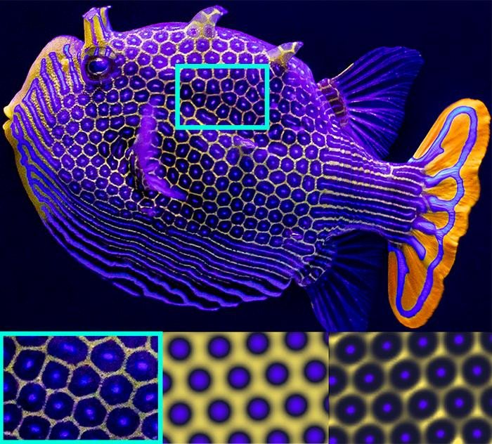 Самец декоративной рыбы-коробочки (Aracana ornata). Слева внизу: Изображение крупным планом естественного шестиугольного рисунка рыбы. Нижний центр: Моделирование рисунка рыбы, основанное на теории реакции-диффузии. Справа внизу: диффузиофорез - ул