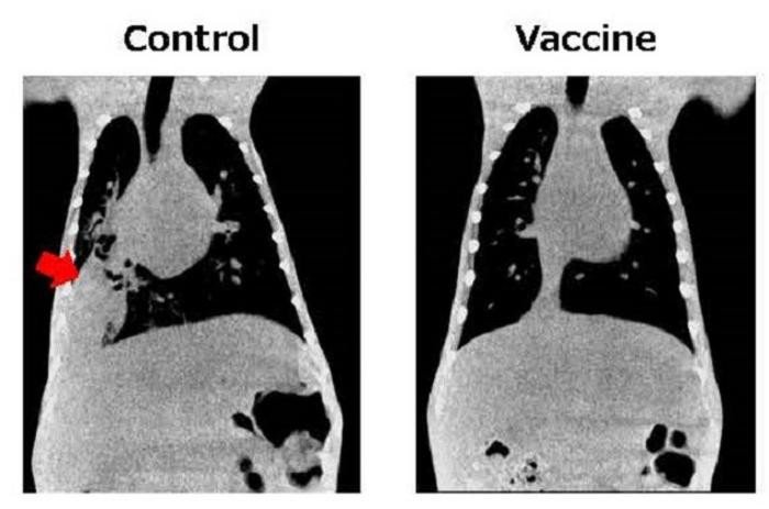 Слева на снимке: контрольная группа (невакцинированная); красной стрелкой показана область, где развилась пневмония. Справа на снимке: группа, обработанная вакциной, состоящая из макак-крабоедов; наблюдается подавление инфекции.