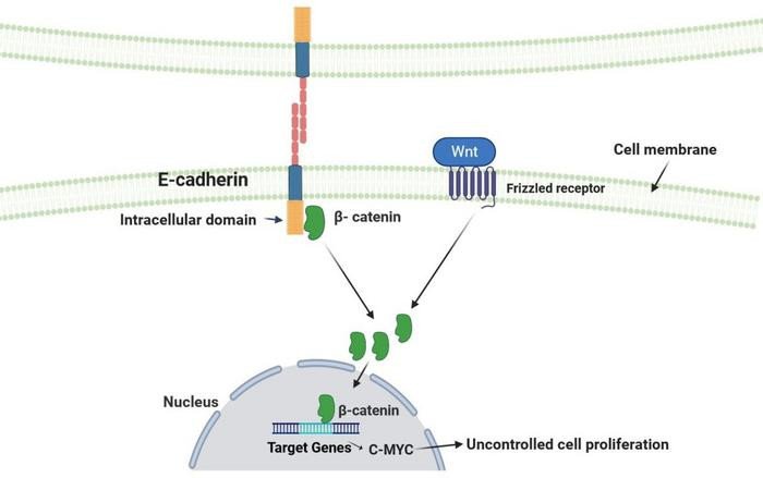 Мутация гена CDH1 приводит к дисфункции E-кадгерина и высвобождению β-катенина в цитоплазму.Белок Wnt связывается с рецептором frizzled на поверхности клетки и приводит к транслокации β-катенина из цитоплазмы в ядро. β-катенин способствует транскрипции ге