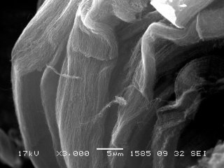 Растровая электронная микроскопия многостенных углеродных нанотрубок. Источник фото - ИК СО РАН