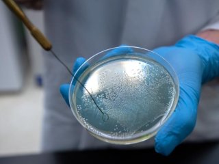 Исследователь из Университета штата Вашингтон Арден Бейлинк держит в руках чашку Петри, содержащую бактерии сальмонеллы