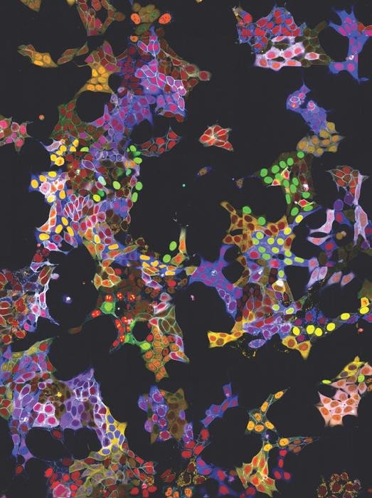 Полученные с помощью флуоресцентной микроскопии изображения клеток