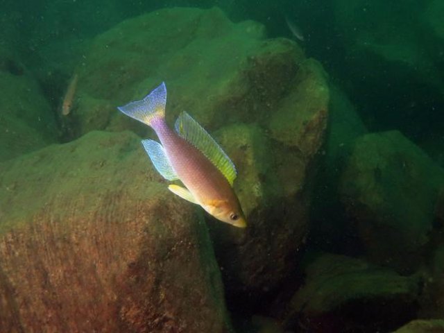 Особи вида Cyprichromis coloratus отличаются умеренной любознательностью