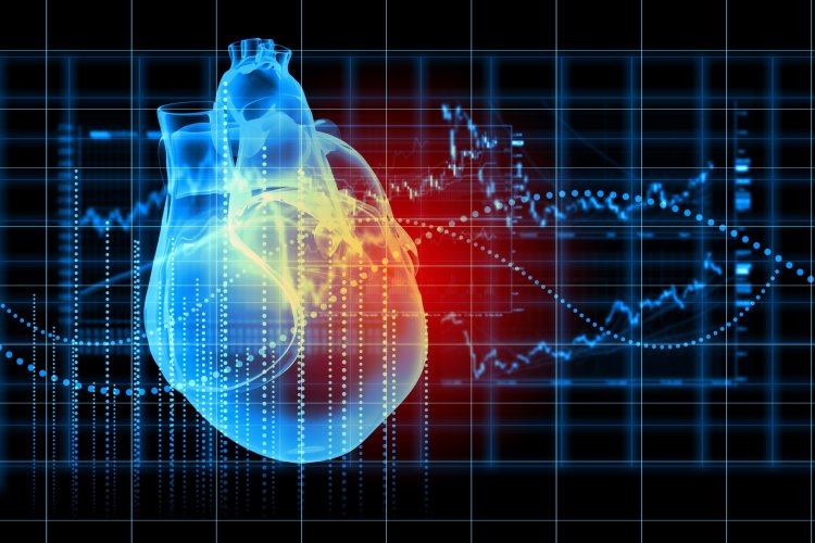 В НИИ механики МГУ создали численную модель тонкой нити сердечной мышцы