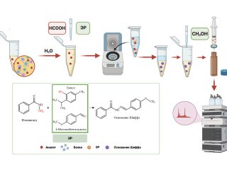 Схема определения изониазида в плазме человека с выделением в глубокий эвтектический растворитель. Предоставлено Фирузой Креховой / пресс-служба СПбГУ