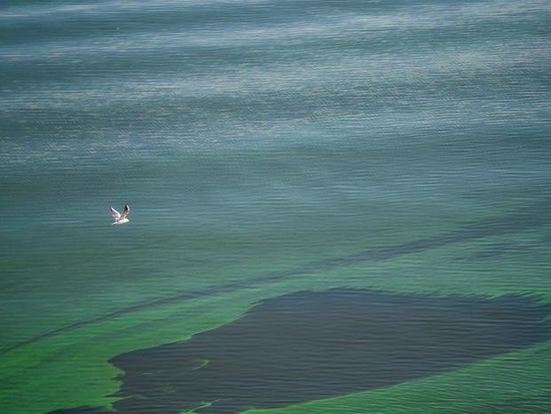 Вредное цветение водорослей возникает, когда колонии водорослей — простых растений, обитающих в море и пресной воде, — выходят из-под контроля и оказывают токсическое воздействие. Фото: Masoud Jahandar Lashaki / FAU Harbor Branch Oceanographic Institute