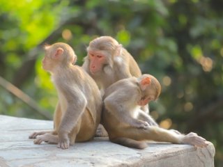 Фото: seaonweb / 123RF