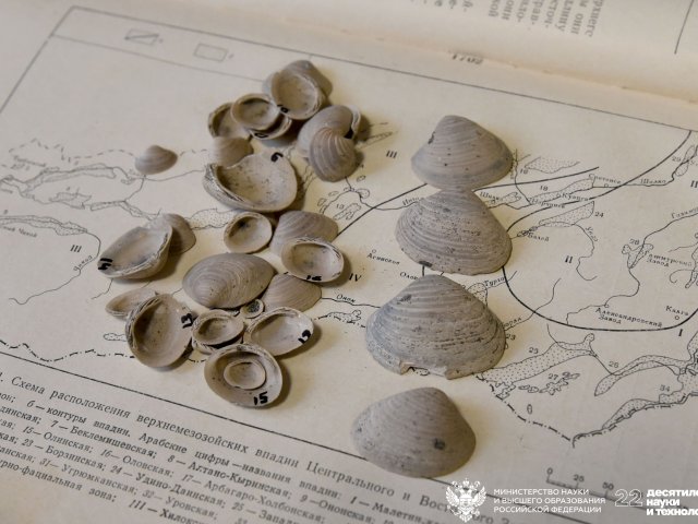 Раковины моллюсков рода Lopatinia с севера Центральной Сибири. Фото Екатерина Жимулева