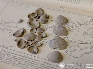 Раковины моллюсков рода Lopatinia с севера Центральной Сибири. Фото Екатерина Жимулева