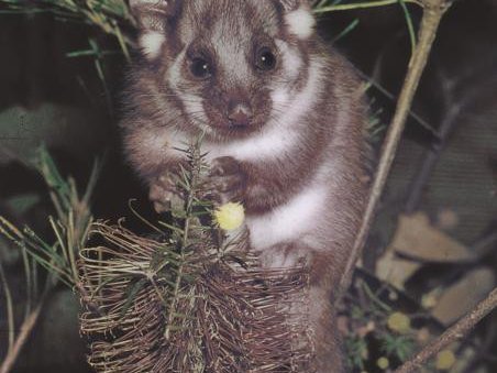 Кольцехвостый кускус в Мельбурне, Австралия. Фото: Roy D. Mackay / University of Melbourne