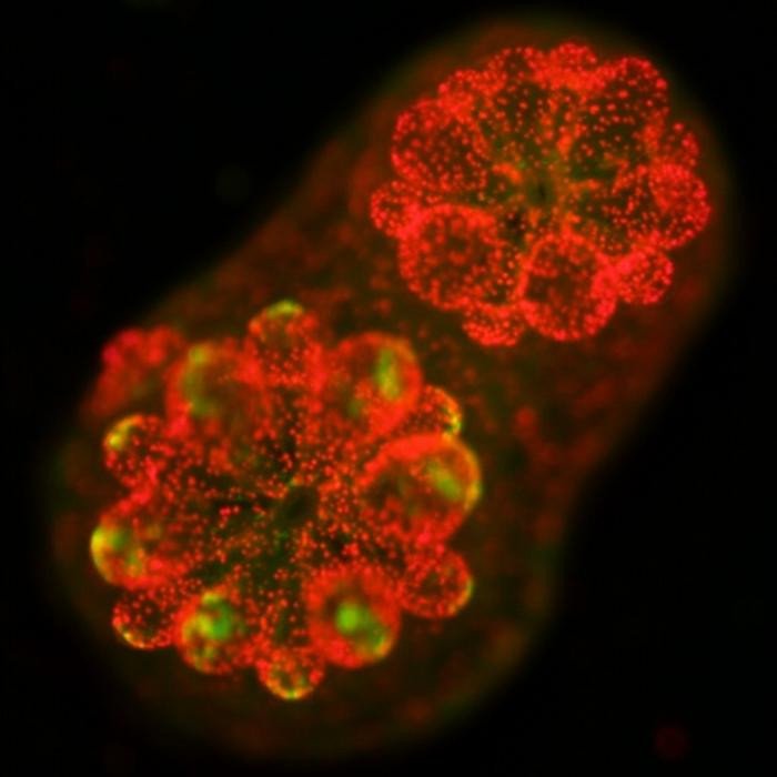 Флуоресцентное изображение молодого полипа Acropora, на котором видны симбиотические водоросли (красные) внутри ткани хозяина и автофлуоресценция хозяина (зелёная). Фото: Tingting Xiang/UCR