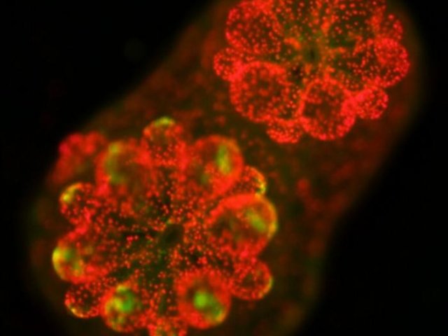 Флуоресцентное изображение молодого полипа Acropora, на котором видны симбиотические водоросли (красные) внутри ткани хозяина и автофлуоресценция хозяина (зелёная). Фото: Tingting Xiang/UCR