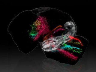 На изображении показано, как мозжечок (белый) проецируется на мозг новорождённой мыши. Широкая сеть аксонов обозначена разными цветами. Фото: Instituto de Neurociencias UMH CSIC / Juan Antonio Moreno Bravo