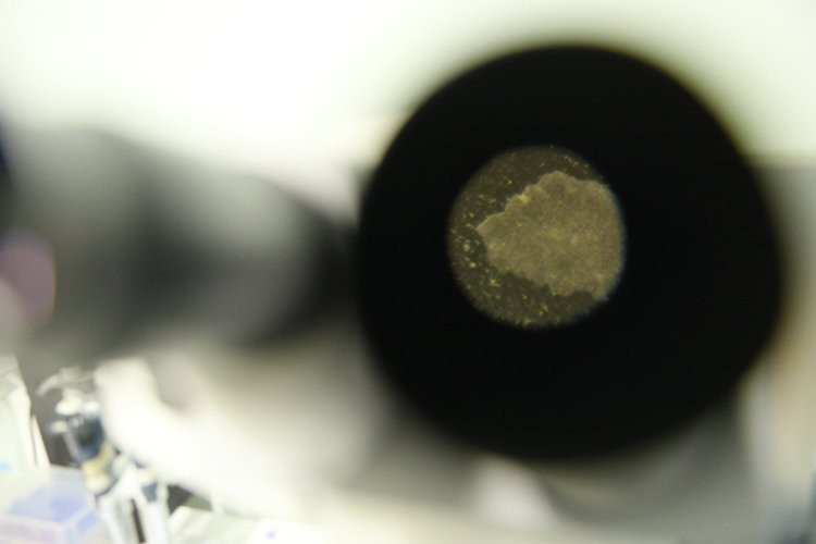 Фото: Николай Малахин / «Научная Россия»