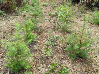 Фото: А.Ю. Алексеенко