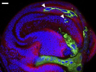 Полиплоидные клетки (зеленые, обозначены стрелками) мигрируют в окружающие ткани личинки дрозофилы. Фото: ©2026 Zhou et al. Originally published in Journal of Cell Biology. https://doi.org/10.1083/jcb.202507096