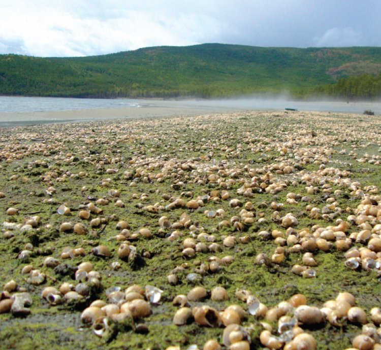 Тысячи мертвых моллюсков на побережье бухты Сеногда, май 2014 г.