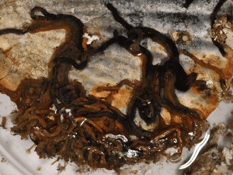 Трубки Phoronis svetlanae, прикрепленные к пустой раковинке двустворчатого моллюска.