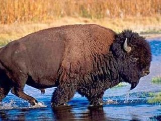 30 лесных бизонов привезли из Канады в Якутию