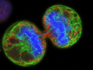 Учёные разбираются в том, почему клетки делятся