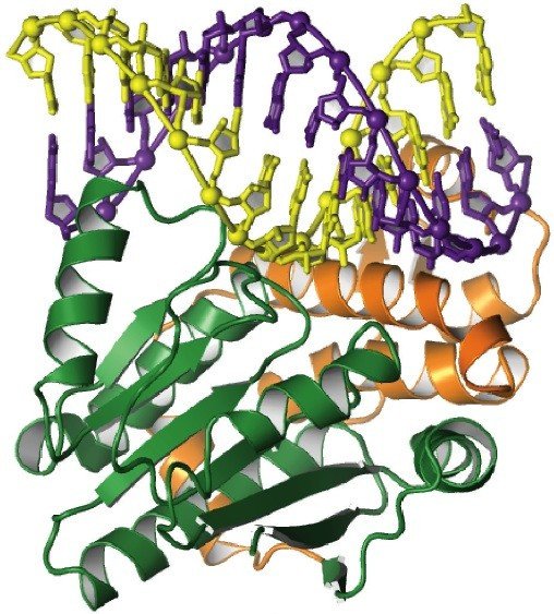 Белок Rqc2 проверяет «правильность» других белков