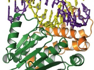 Белок Rqc2 проверяет «правильность» других белков