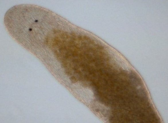 Одинокие плоские черви впрыскивают сперму себе в голову