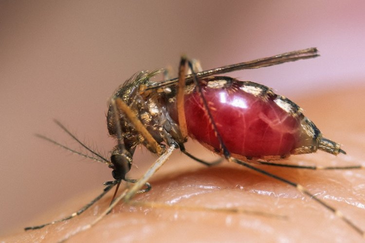 Великобритания выделит £1 млрд на борьбу с малярией в Африке
