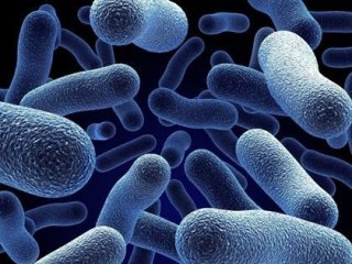 Генетики предлагают заменить E.coli на родственника холерного вибриона