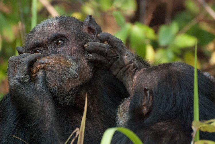 В мире шимпанзе тоже полезно иметь друзей «наверху»