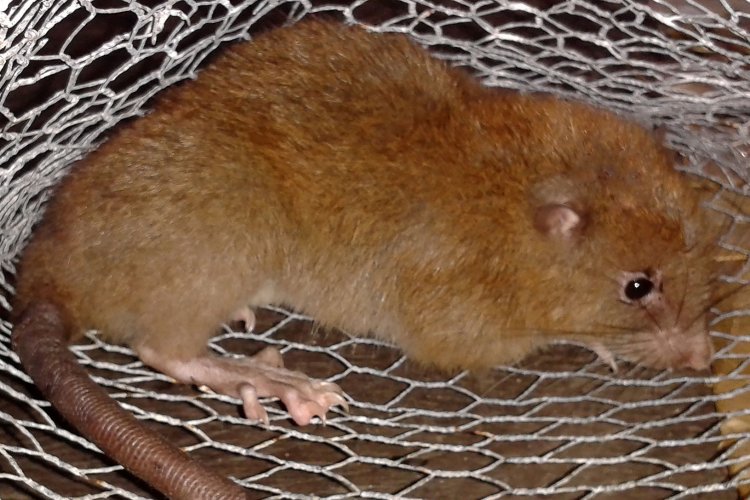 На Соломоновых островах нашли гигантскую крысу-древолаза