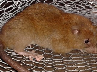 На Соломоновых островах нашли гигантскую крысу-древолаза