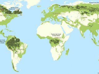 Земля теряет девственные леса