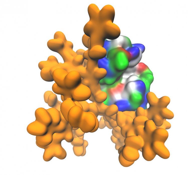 Учёные МГУ создали многофункциональные белково-полимерные плёнки