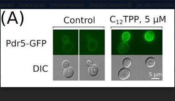 Клетки дрожжей, нарабатывающие химерный белок Pdr5-GFP, под флуоресцентным микроскопом/Galkina, K.V., Besedina, E.G., Zinovkin, R.A. et al. Penetrating cations induce pleiotropic drug resistance in yeast. Sci Rep 8, 8131 (2018).