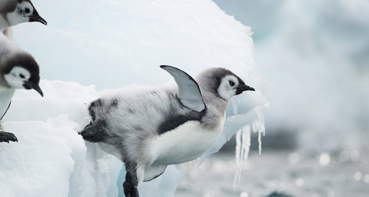 Императорские пингвины в раннем возрасте смело ныряют в моря Антрактиды
