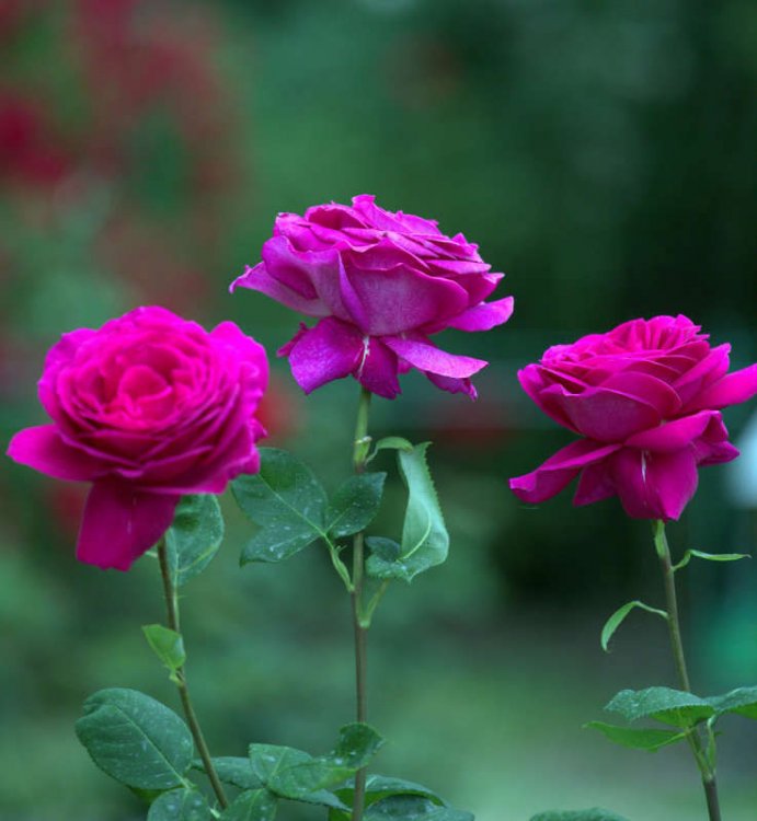 5 июня в Никитском ботаническом саду откроется выставка «Розовый вальс»