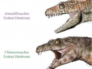 Некоторые предки крокодилов были «вегетарианцами»