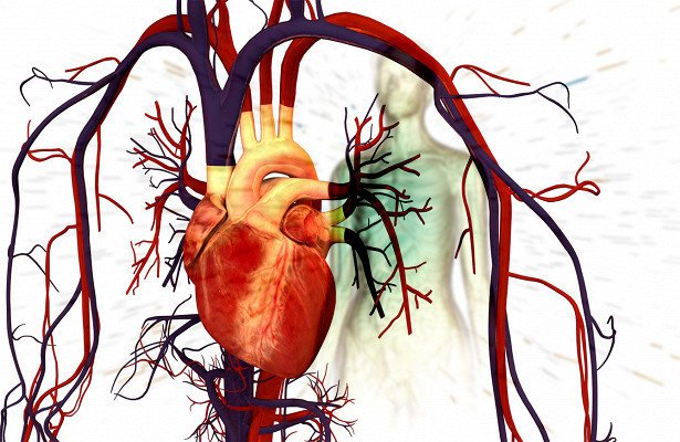 Исследователи ИИФ УрО РАН, УрФУ и их коллеги из США создали компьютерную модель механики сердца