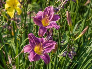 В Никитском ботаническом саду – пик цветения лилейников – цветков радости
