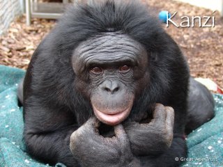 Канзи - знаменитый бонобо, который понимает человеческую речь.