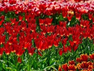Парадом тюльпанов 2020 в Никитском саду командует генерал Алладин…