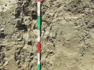 Ученые изучили состав почв, которые образуются на осушенном дне Каспийского моря
