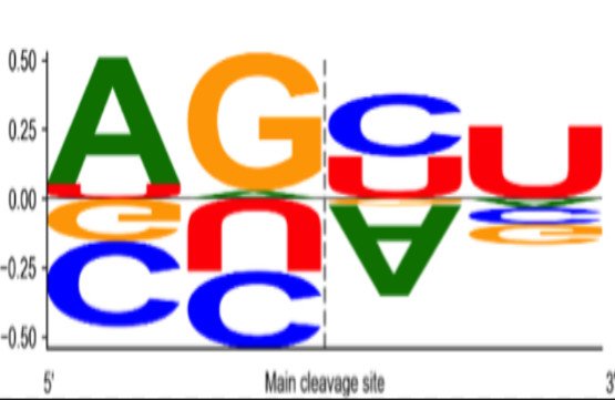 Principal component analysis allows one to distinguish between homogeneous and heterogeneous 5ʹ-end dicer cleavage. contribution of different features to PC4. positive weights are associated with homogeneous cleavage. Источник: RNA Biology Volume 18, 2021