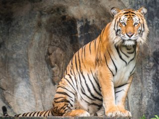 Тигриный праздник. 29 июля ─ Международный день тигра