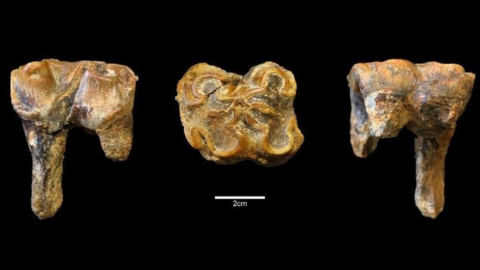 Палеобиологи обнаружили останки самого древнего бегемота в Великобритании