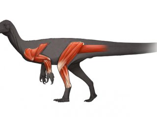 Палеонтологи реконструировали мышцы древнего мелкого динозавра