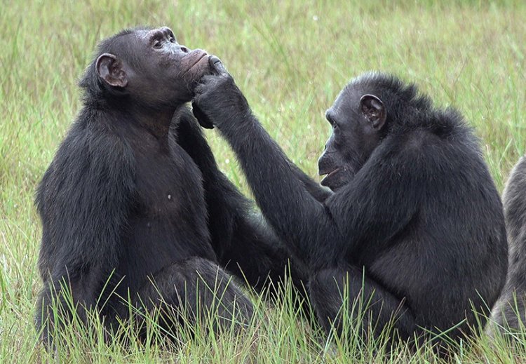 Шимпанзе лечат свои раны с помощью насекомых