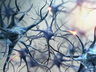 Нейроны головного мозга / Источник фото: НаукаТВ